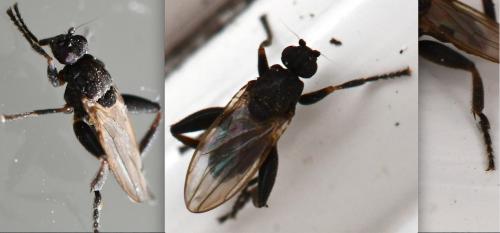 Sphaerocera curvipes